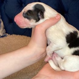Borzoi Puppies from Ivanhoe Borzoi