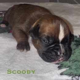 Scooby - Fawn male Boxer puppy in Cicero, New York from MK Boxer Haven of CNY