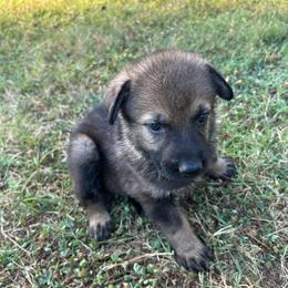 Purple Collar, sable female - Sable female German Shepherd puppy in Milan, Illinois from Stonewick German Shepherds