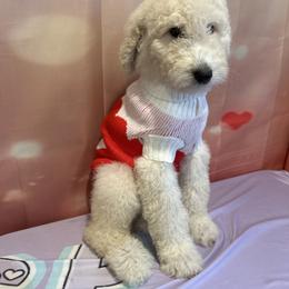 Valentino - White male Poodle puppy in Mobile, Alabama from Semmy’s Standard Poodle LLC