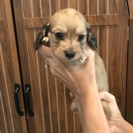 Boy 3 - Black and tan male Dachshund puppy in Bolivar Peninsula, Texas from A and G Dachsunds