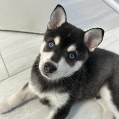 Hilton - Black and white male Alaskan Klee Kai puppy in Palm Harbor, Florida from Klee Kai Breeders with Love