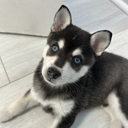 Hilton - Black and white male Alaskan Klee Kai puppy in Palm Harbor, Florida from Klee Kai Breeders with Love