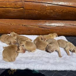 John - Golden male Golden Retriever puppy in North Pole, Alaska from Mulberry Retrievers