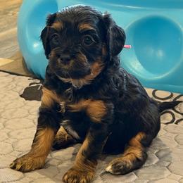 Rizzo (Pink) - Black and tan female Cavapoo puppy in Georgetown, Texas from Mc Doodles of Texas LLC