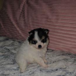 Morocco - Black and tan parti female Pomeranian puppy in Angleton, Texas from Pomeranian Palace, LLC