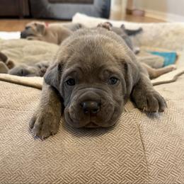 Green collar - Gray brindle male Cane Corso puppy in Briggs, Texas from Capital City Corso’s