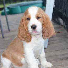Iris - Lemon and white female English Springer Spaniel puppy in Central, South Carolina from SarMel
