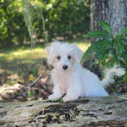 Puppy white - White male Morkie puppy in Loxahatchee, Florida from Cristy's Morkies