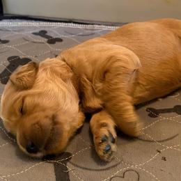 Alder - Apricot male Goldendoodle puppy in Indiana, Pennsylvania from Kathy's Doodles