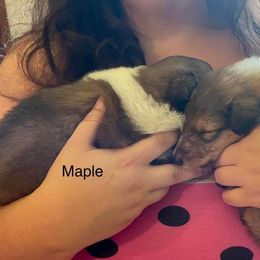 Collie Puppies from Kindred Spirit Collies