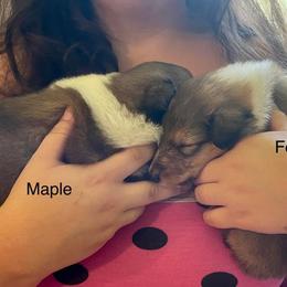 Collie Puppies from Kindred Spirit Collies