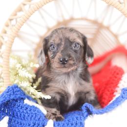 Twilight - Black female Dachshund puppy in Neosho, Missouri from Tinker Toy Doxies