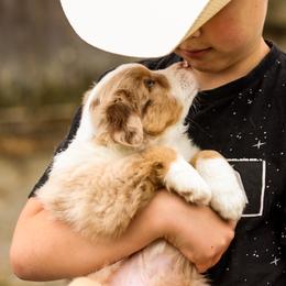 Miniature American Shepherd puppies from Lost Coast Aussies