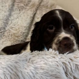 Dove - Liver and white female English Springer Spaniel puppy in Coeur D'alene, Idaho from Springer Hollow