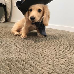 Dachshund Puppies from LovelylilDoxies