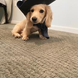 Dachshund Puppies from LovelylilDoxies