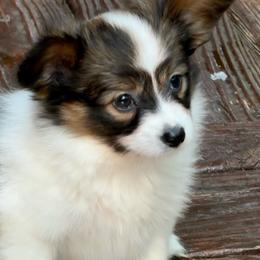 Roan - White and sable male Papillon puppy in Benton, Arkansas from Mama's Pride