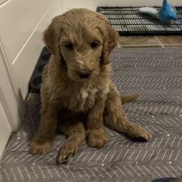 Goldendoodle Puppies from Goldendoodles of Anchor Bay