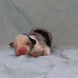 Est - Blue merle male Miniature American Shepherd puppy in Tiskilwa, Illinois from First Harmony Farms