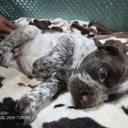 Boy 7 DURIAN - Liver white and roan male English Springer Spaniel puppy in Saginaw, Michigan from Kemerer Springers