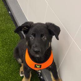 German Shepherd Puppies from Royalty German Shepherds