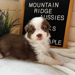 Blaze - Red tri-color male Australian Shepherd puppy in Murrayville, Georgia from Mountain Ridge Aussies