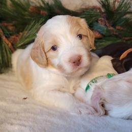 Australian Cobberdog Puppies from Heartland Hills Australian Cobberdogs