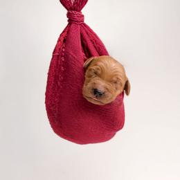 Boy 4 - male Golden Retriever puppy in Buhl, Idaho from Atkinson's Goldens