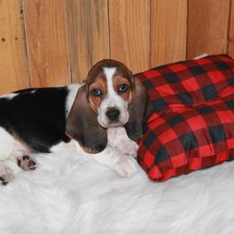Mickey - Black white and brown female Basset Hound puppy in Dover, Arkansas from S&S American Bassets