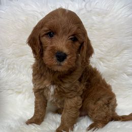 Boy 14 - Red  male Goldendoodle puppy in West Point, Iowa from Circle A Mini Goldendoodles and Mini Bernedoodles