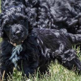 Baby girl 1 - Black female Portuguese Water Dog puppy in Chatfield, Minnesota from Next Generation