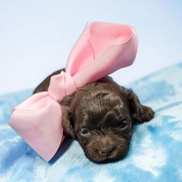 Pinkie - Liver female Shihpoo puppy in Delphos, Ohio from Route 66 Poodles & Doodles, Sapphire Shih-tzu's of Ohio