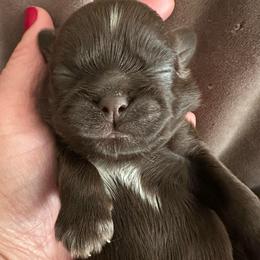 Girl 2 - Chocolate female Shih Tzu puppy in Kodak, Tennessee from Cutshall Babies