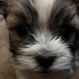 German Shorthaired Pointers and Havanese from Room For One More