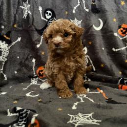 Dolly - Apricot female Maltipoo puppy in Lochbuie, Colorado from ABLE