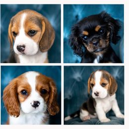 Beagle and Cavalier King Charles Spaniel Puppies from Kazuri Beagles and Cavaliers