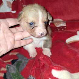 Toad - Red male Pembroke Welsh Corgi puppy in Kingman, Kansas from Tiny Titans K9
