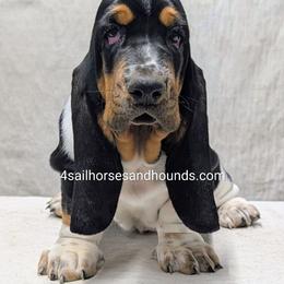 Gordon - Black brown and white male Basset Hound puppy in Franklin, Indiana from 4 Sail Quarter Horses and Hounds