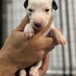 Kevin - White and black male Whippet puppy in Winter Garden, Florida from Infinity Whippets
