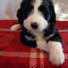Goldendoodle and Poodle Puppies from High Cotton Doodles