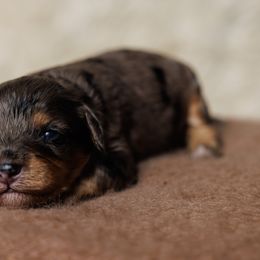 Cavapoo Puppies from Luxe Cavapoo