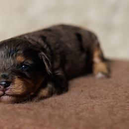 Cavapoo Puppies from Luxe Cavapoo
