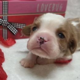 Girl 2 - Blenheim female Cavalier King Charles Spaniel puppy in Stilwell, Oklahoma from Love Bug Cavaliers