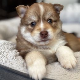 Pomsky Puppies from Bowtique Pomskies