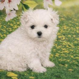 Jasmine - White female Maltese puppy in North Myrtle Beach, South Carolina from Perfect Puppies