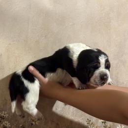 Boy 3 - male Basset Hound puppy in Tonkawa, Oklahoma from Lazy Daisy Basset Hounds