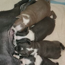 Boston Terrier Puppies from Sooner Bred Bostons