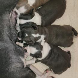 Boston Terrier Puppies from Sooner Bred Bostons