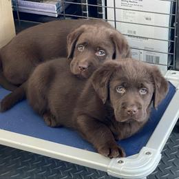 Labrador Retriever puppies from Viklan Labradors